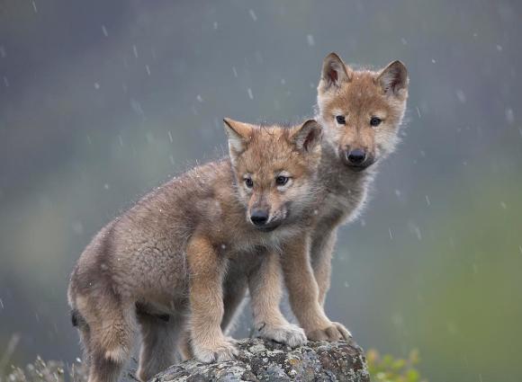 gray-wolf-canis-lupus-pups-in-light-tim-fitzharris