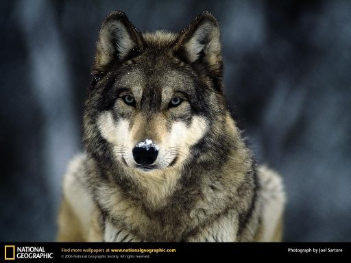 Grey-Wolf-in-the-Snow-wolves-4966029-1024-768